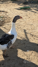 Coppia oche di Pomerania