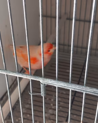 canarini 