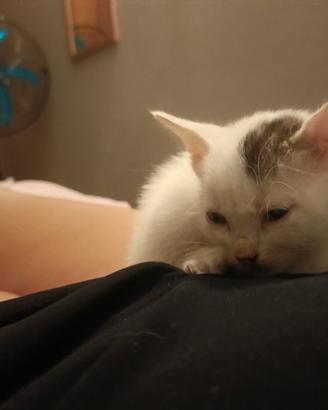 Gattino bianco