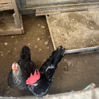 Galline Ancona