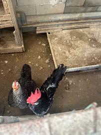 Galline Ancona