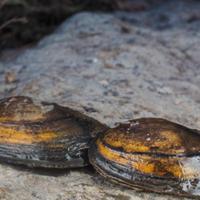 Anodonta Cygnea (Aquario- Lago - Stagno)