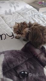 Splendida cucciola Persiano