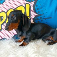 Bassotto nano maschio cucciolo