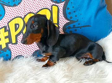 Bassotto nano maschio cucciolo