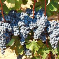 UVA CANNONAU di qualità - Agro di MAMOIADA