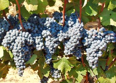 UVA CANNONAU di qualità - Agro di MAMOIADA