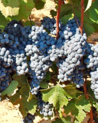 UVA CANNONAU di qualità - Agro di MAMOIADA