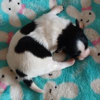 Cucciolo di papillon pedigree