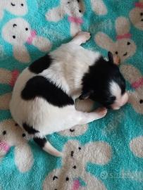 Cucciolo di papillon pedigree