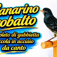 Canarino Cobalto