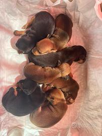 Cuccioli in adozione - 7 disponibili