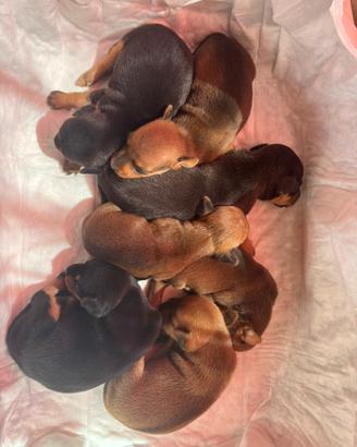 Cuccioli in adozione - 7 disponibili