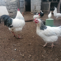 Gallo e gallina Sussex