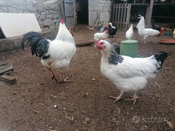 Gallo e gallina Sussex