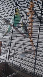 Coccorito