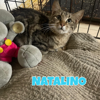 Natalino e Cooper gatti di 4 mesi 8