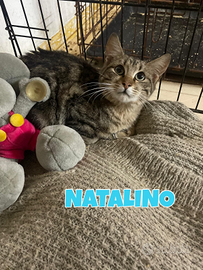 Natalino e Cooper gatti di 4 mesi 8