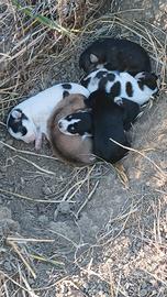 Cuccioli, mamma Lagotto da tartufo