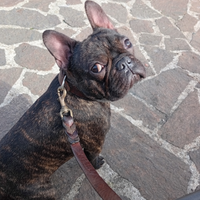 Maschio bulldog francese