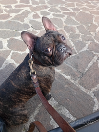 Maschio bulldog francese 1