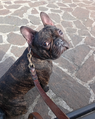 Maschio bulldog francese