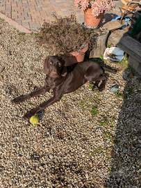 Bracco tedesco/kurzhaar