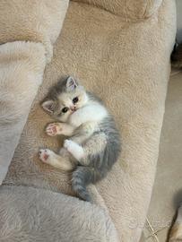 Cuccioli exotic shorthair