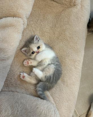 Cuccioli exotic shorthair