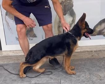 Cucciolona pastore tedesco alta genealogia