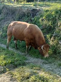  Legna da ardere (senza il toro)