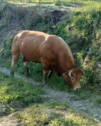  Legna da ardere (senza il toro)