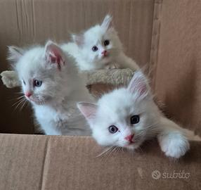 Ragdoll cuccioli