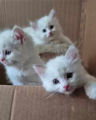 Ragdoll cuccioli
