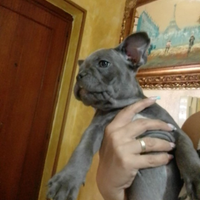 Bulldog francese