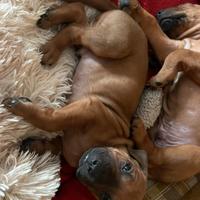 Cuccioli dí Rhodesian-Ridgeback