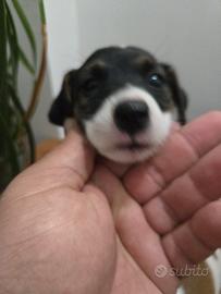 jack russell