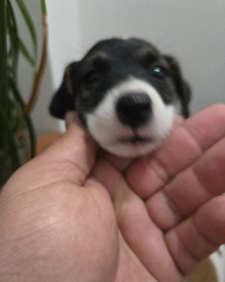 jack russell
