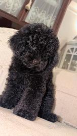 Cucciolo barboncino toy