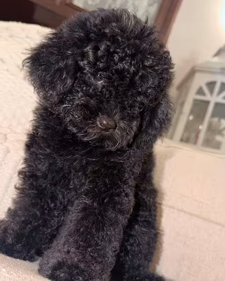 Cucciolo barboncino toy