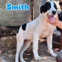 3 mix molossini 10mesi crescono in recinto. CALABR