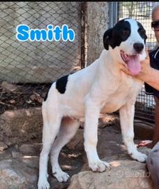 3 mix molossini 10mesi crescono in recinto. CALABR