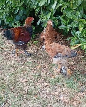 Galline brahma