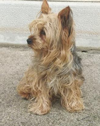 Yorkshire maschio 6 anni x monta gratis