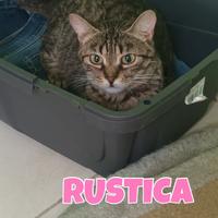 Rustica gattina tigrata di tre mesi