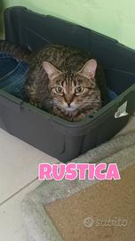 Rustica gattina tigrata di tre mesi