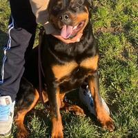 Cane Rottweiler gratis