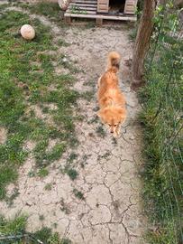 Cagnolino meticcio