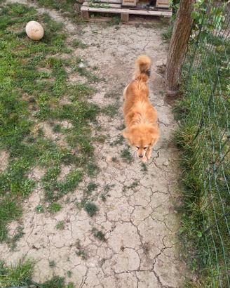 Cagnolino meticcio