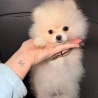 Spitz tedesco nano/ Spitz di Pomerania